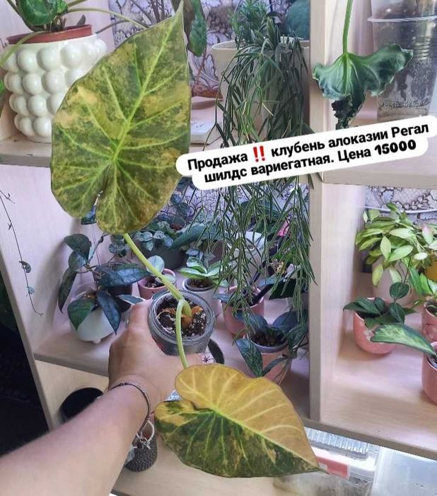 Комнатные растения алоказии