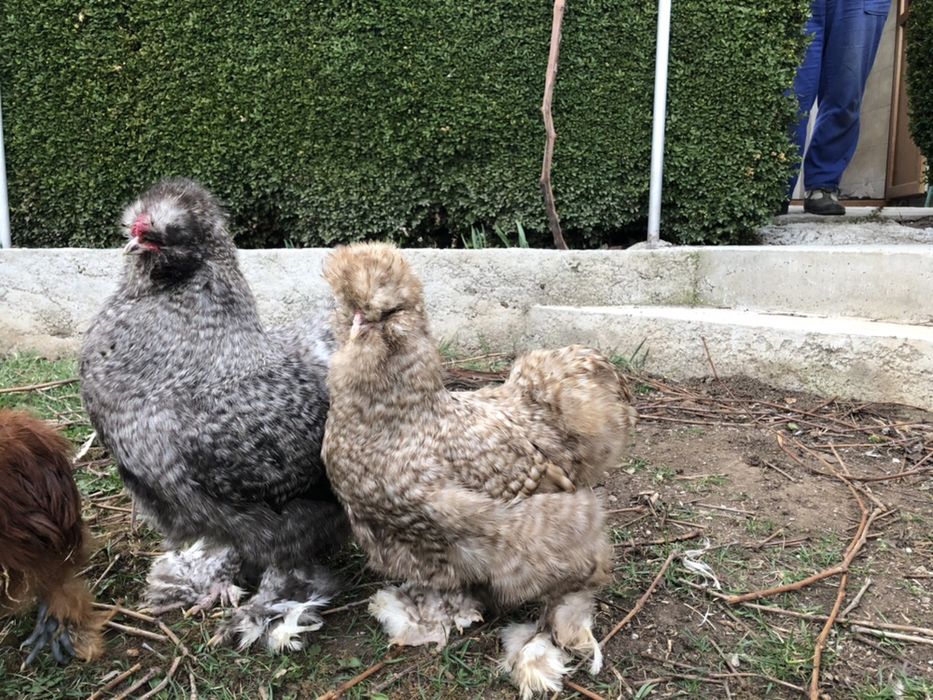 Sergiev Farm- Продава пилета и яйца от различни видове Кокошки