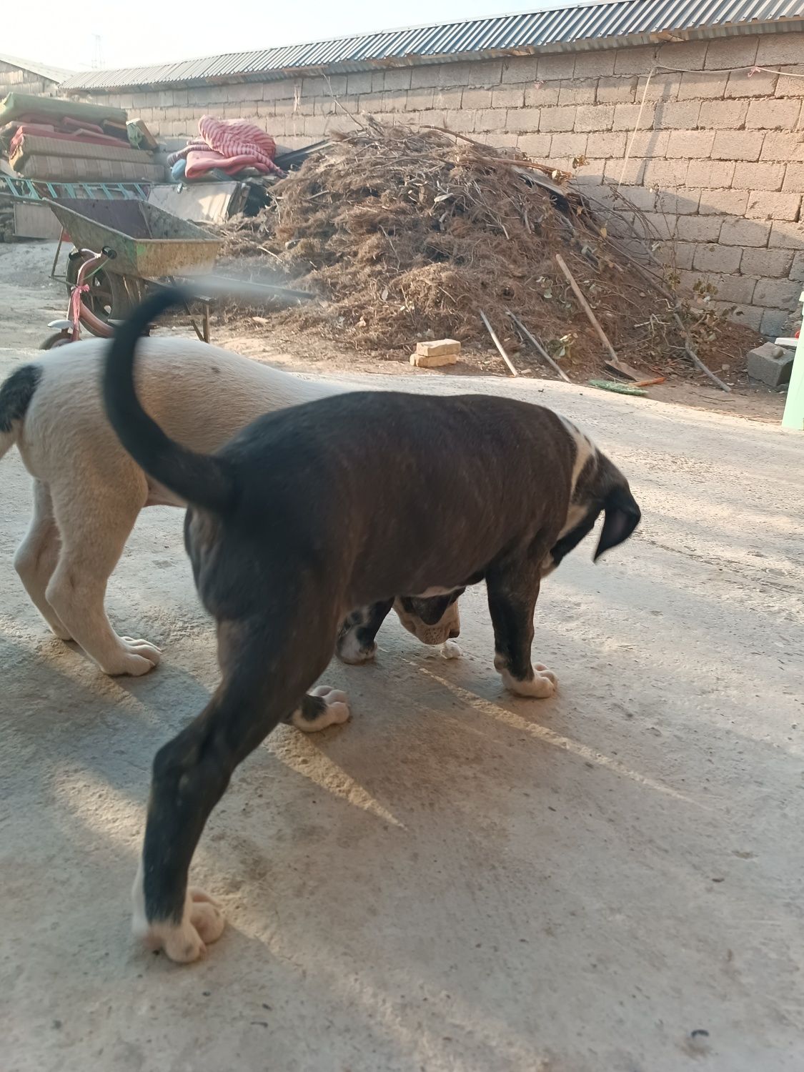Pitbull kuchuklar ayol va erkak 2 oylik