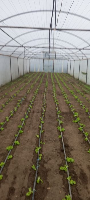 Прадават се 2 броя оранжерии