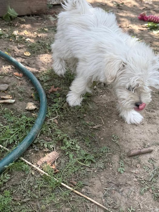 Bichon Maltez  3 luni