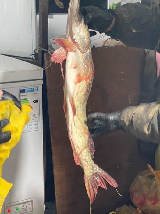 Продам свежая САЗАН И ЩУКУ