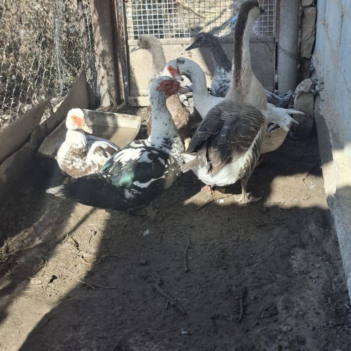 Здравствуйте.Продам индоуточек либо обмен