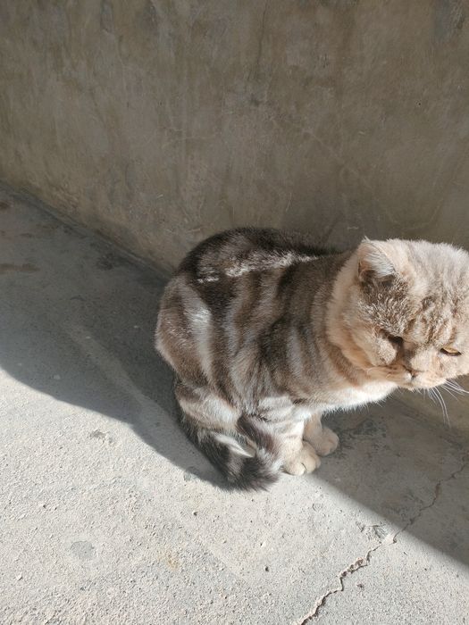 Кошки отдам в хорошие руки