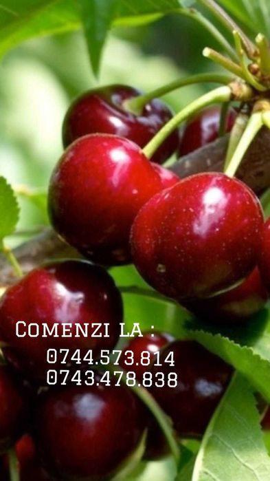 Alun.Afin.Nuc Chandler Cires.Mar.Paulownia.Columnari.Aronia.Goji.Prun.
