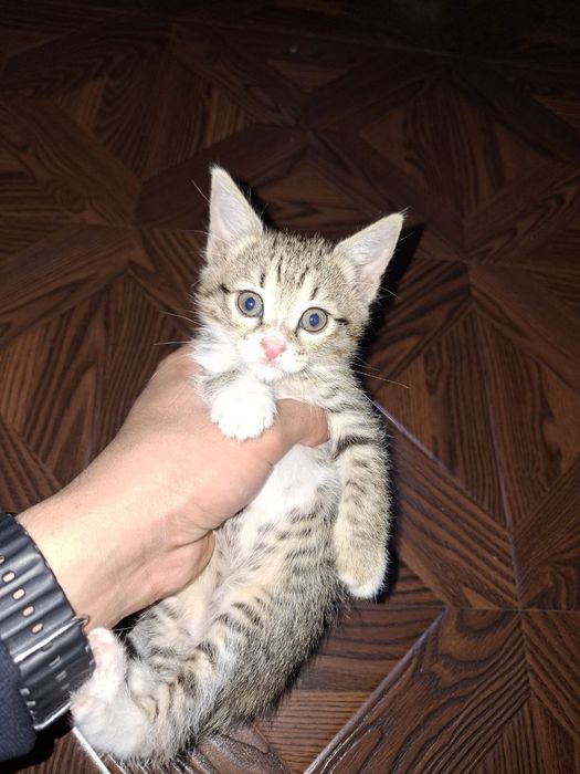 Отдам бесплатно в добрые руки котят