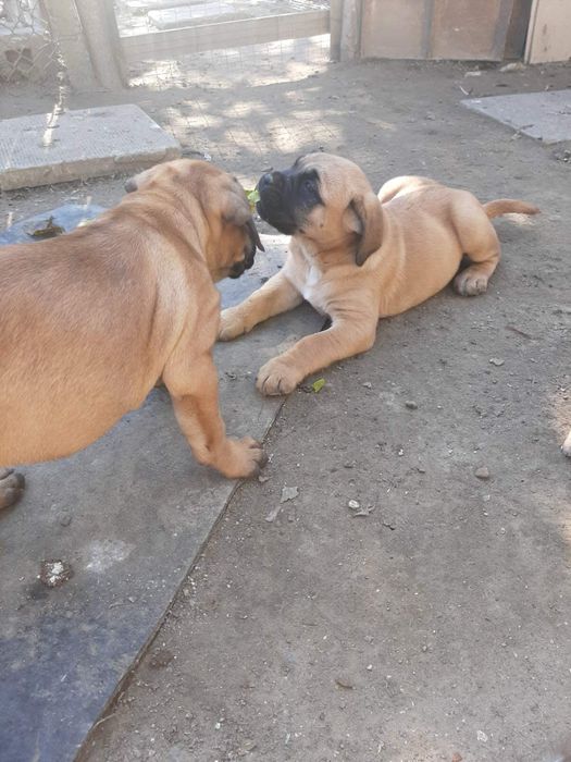 Продавам кане корсо