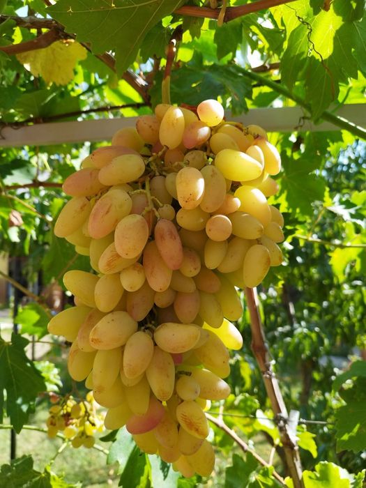 Preobrajenie vita de vie