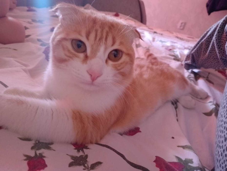 Отдам кота в добрые руки!