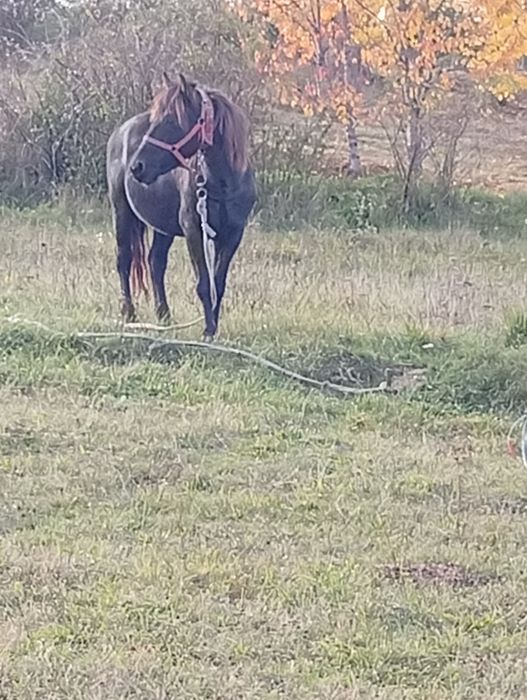 De vânzare cal castrat merge pe 9ani 4500 neg