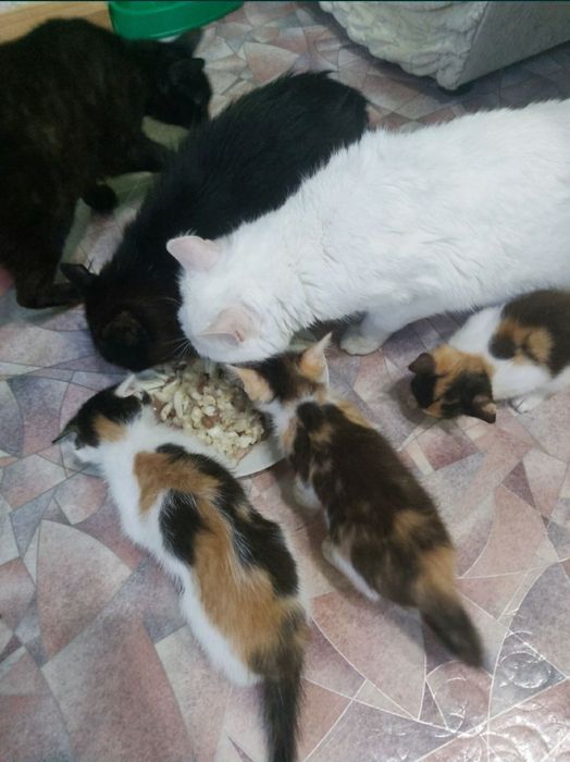 Отдам в добрые руки котят