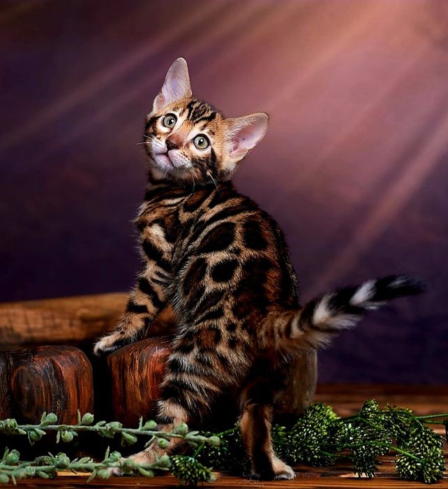 БЕНГАЛЬСКИЕ - котята ! Бронь и Готовые