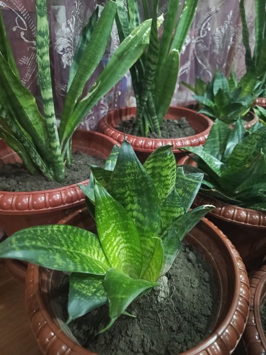 Gullar sotiladi uyda yetishtirilgan