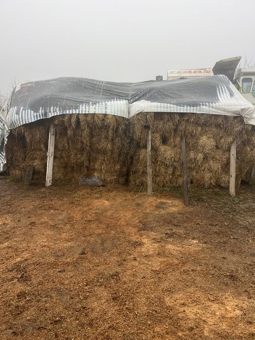 Vand baloti de paie de ovaz