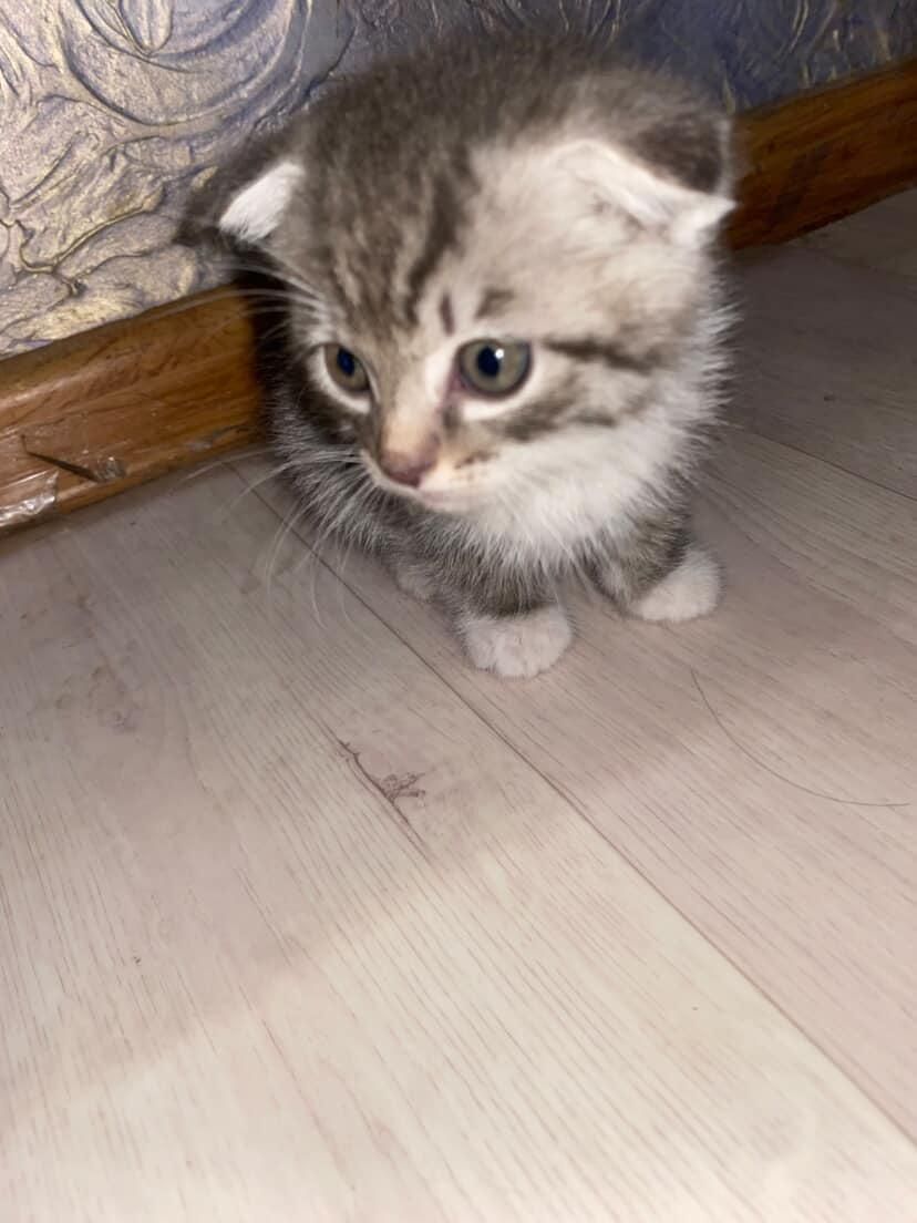 вислоухий котёнок