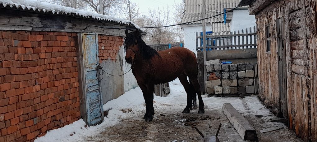 Жеребец по кличке ТОР!!!