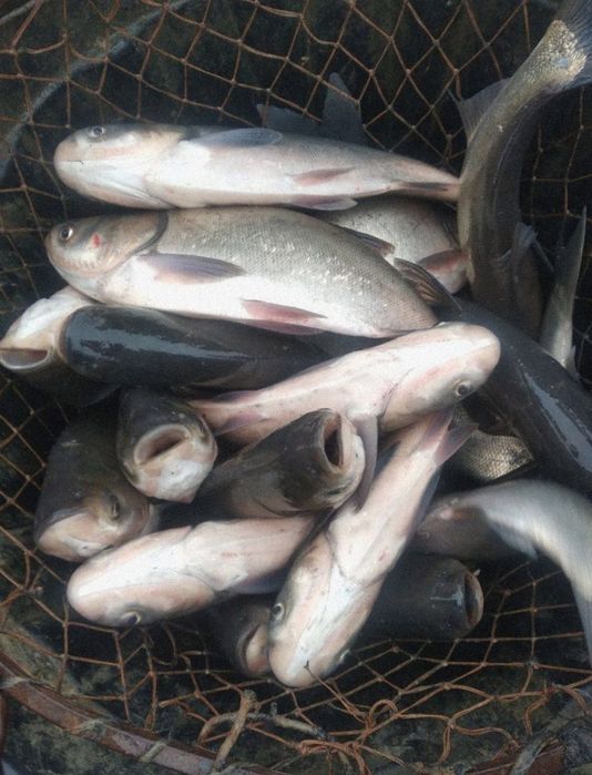 Baliqlar Баликлар бор ёғсиз хидсиз Сазан Даставка бор