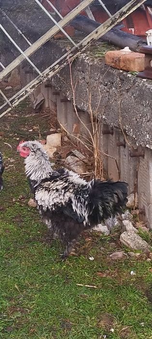 Продавам петлета