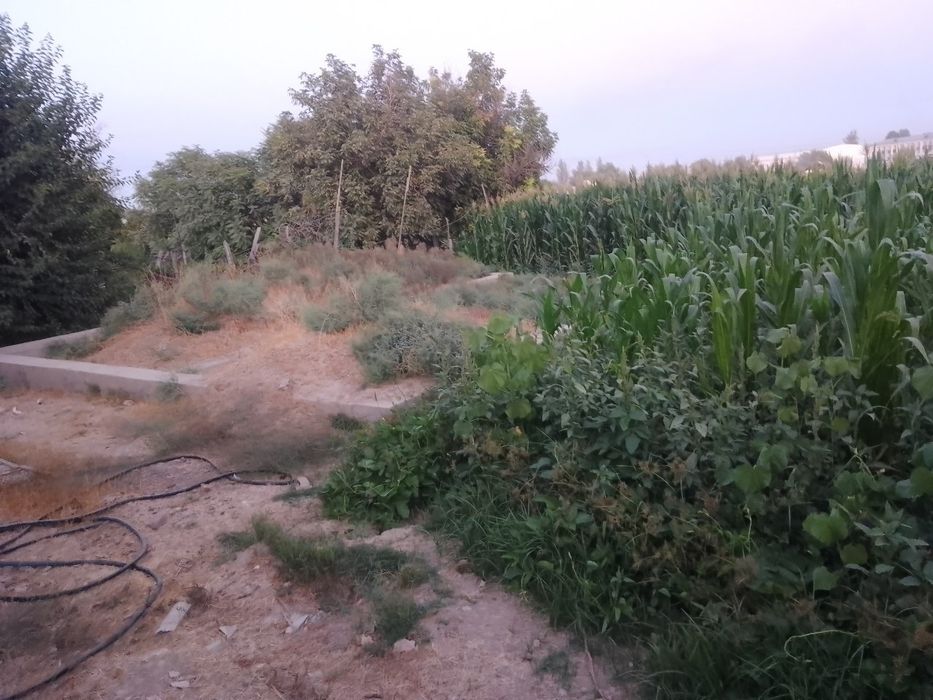 СРОЧНО ПРОДАЁТСЯ ЗЕМЛЯ, с небольшим домиком! Янгиюль