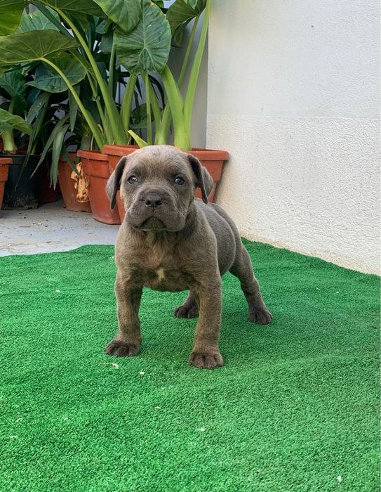 Femela cane corso