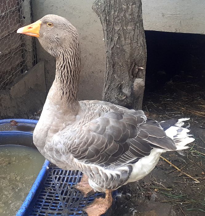 Gascan Toulouse rasa pura- de expoziție.Schimb cu puicute Australorp