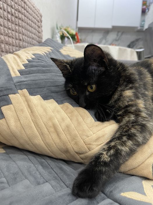 Ищем добрых хозяев