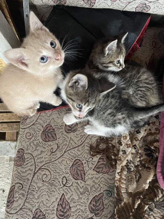 Dau in adoptie pisicute