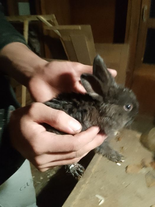 Quyon bolalari sotiladi