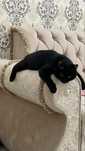 Отдам кота в добрые ручки