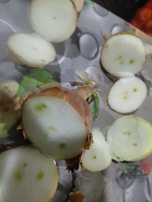 Лук на перо ,,каратал'' 160