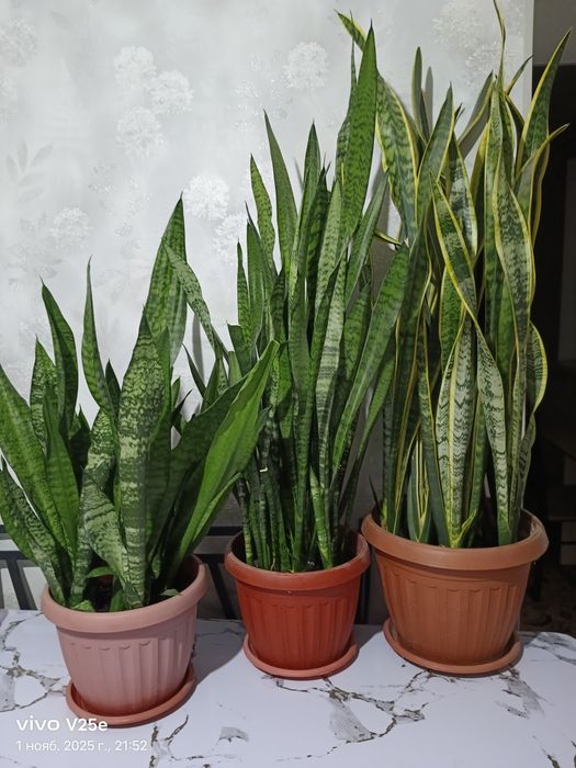 Комнатные цветы сонсверия