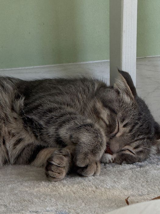 Шотландская вислоухая