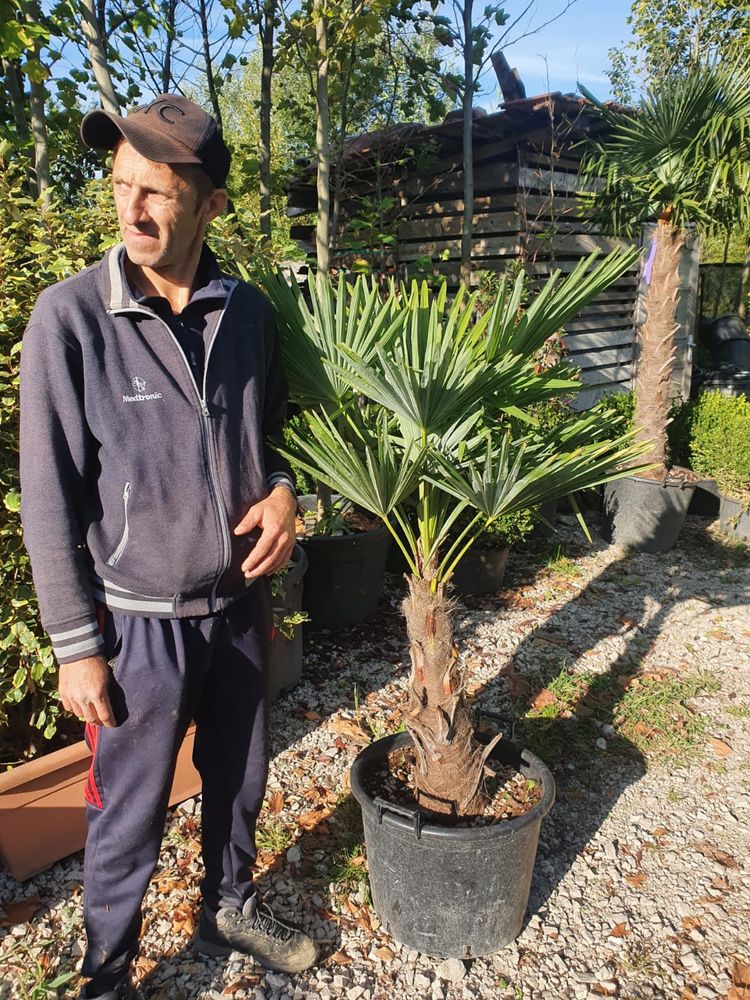 Palmier fortunei cycas humilis etc