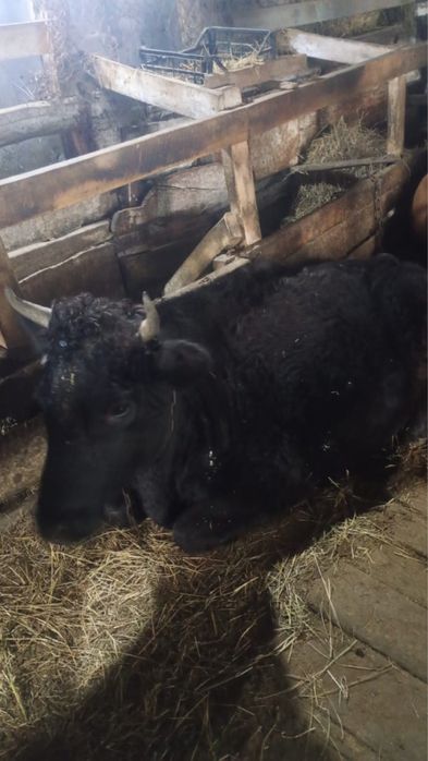 Продаю телку кызылкайын