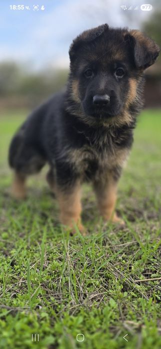 Чистокръвни немски овчарки