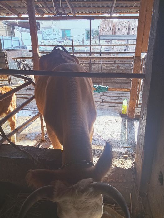 Сутті сиырлар сатылады