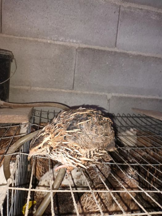 Prepelițe de vânzare