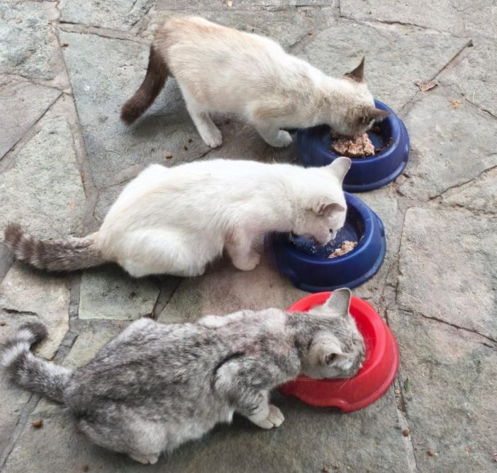 Отдам  котят  бесплатно