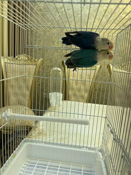 Nerazluchka privazo’y para 2ta tuxumiyam bor