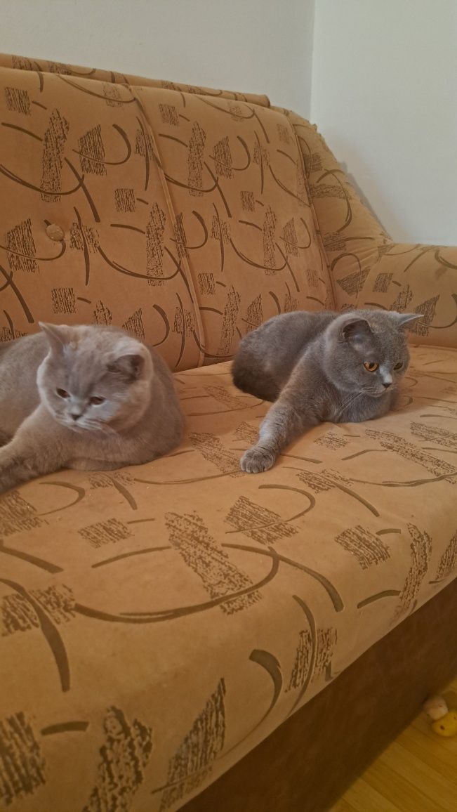 Pisici British shorthair