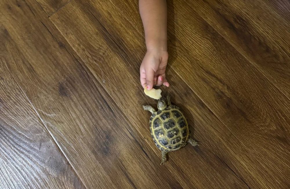 Продам сухопутную черепаху