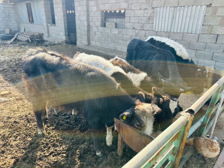 Скот бычки продается