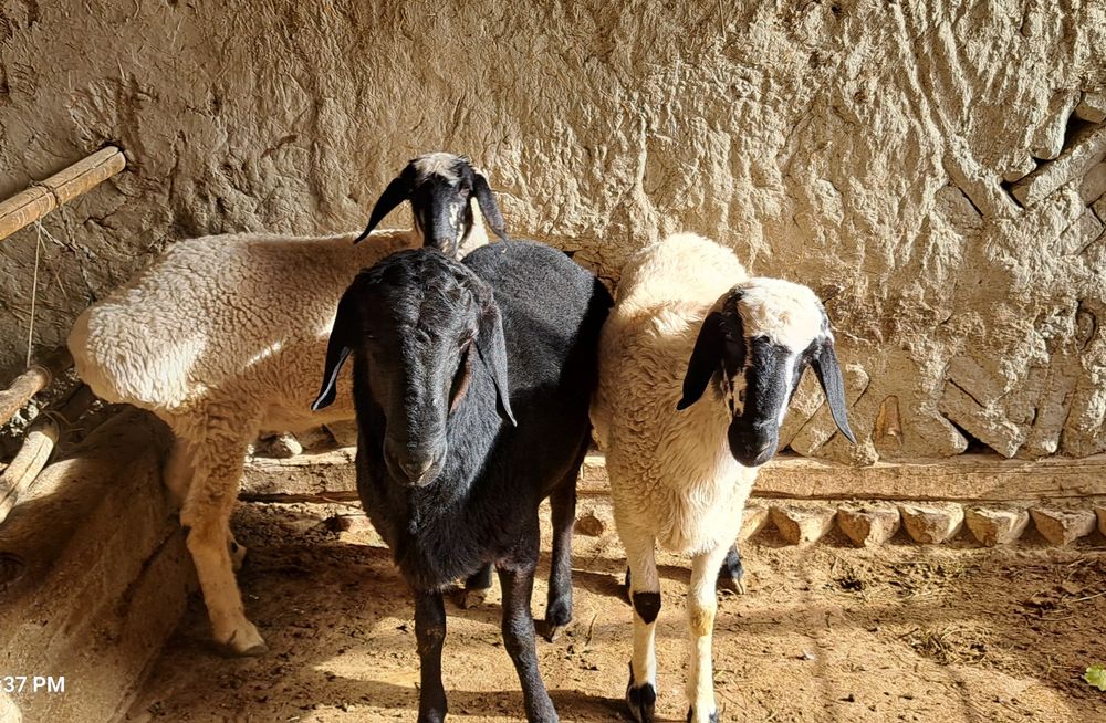 Хисор куй -1 та, кучкор-2 та, бир жойга сотилади.