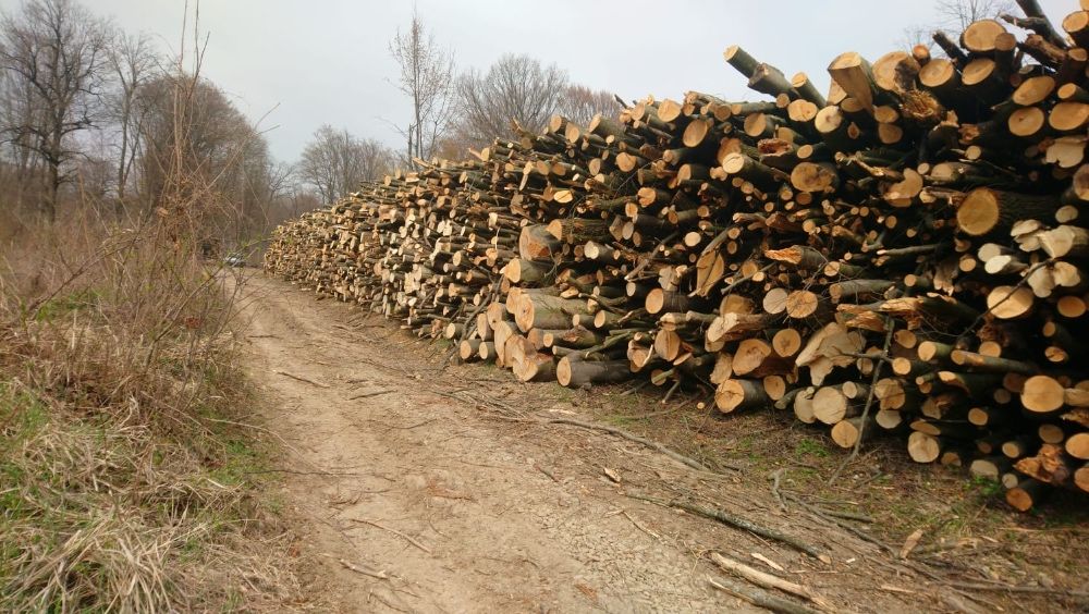 lemn de foc, diverse esente tari si diverse moi