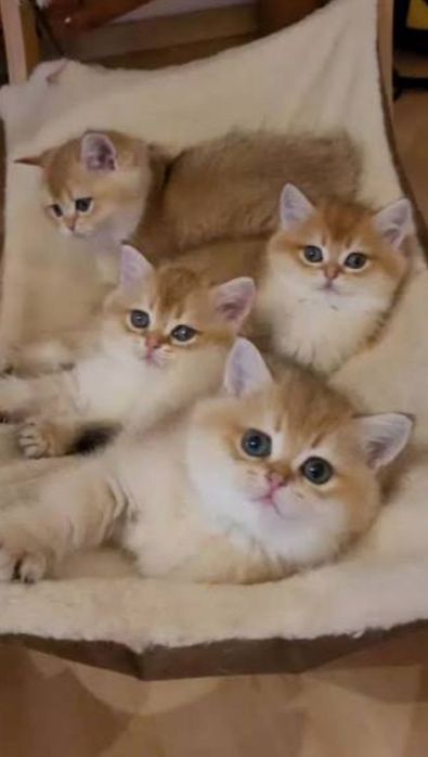 Элитные котята ,золотая шиншила