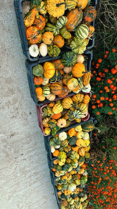 Dovleci decorativi, tărtăcuțe