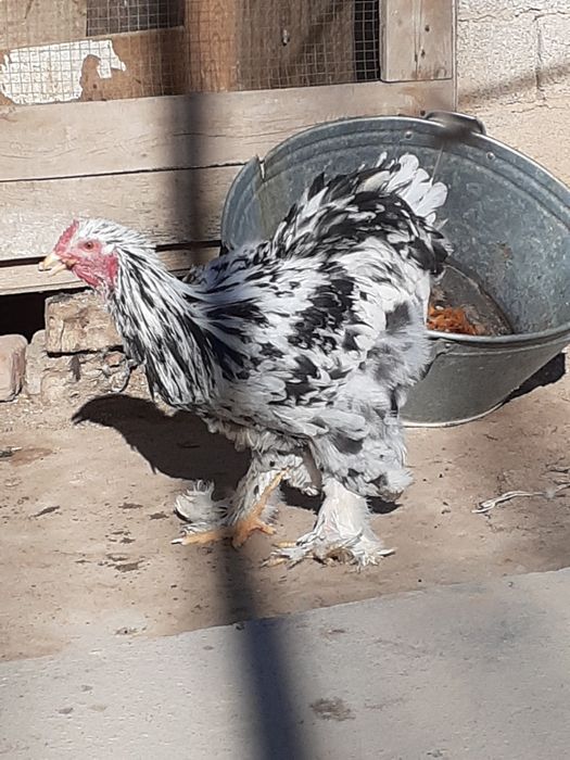 Mramor miramir mramr dalmantin  xoroz sotiladi hali qichqirmagan