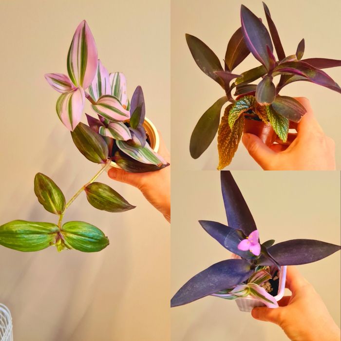 Традесканции разных сортов