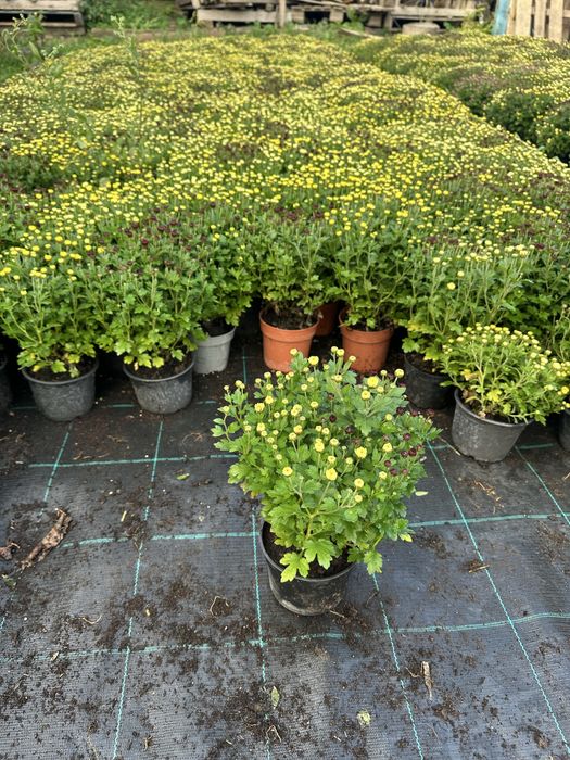 Crizanteme in ghiveci