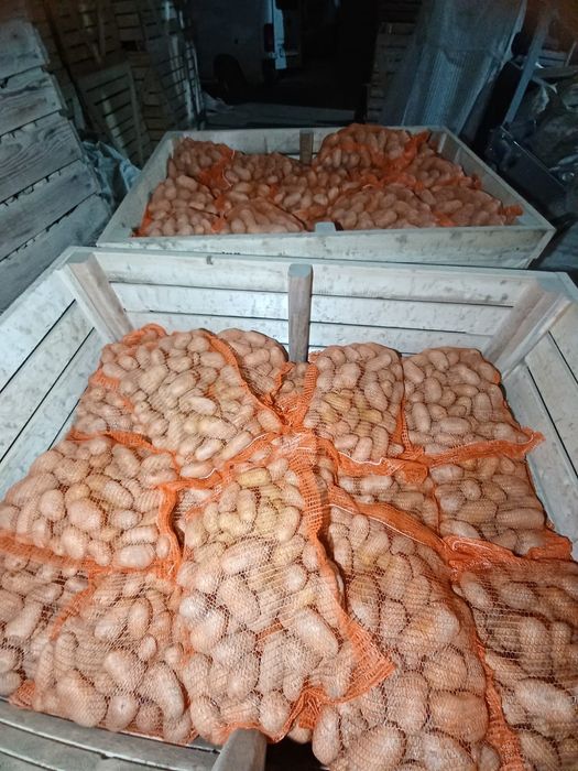 Cartofi albi cu miez galben amalaj 10kg si 25 kg